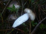 Hygrophorus latitabundus image