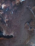 Fuscoporia torulosa image