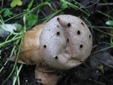 Myriostoma coliforme image
