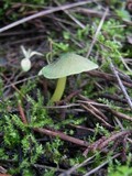 Entoloma incanum image