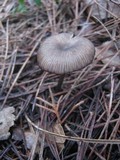 Entoloma caesiocinctum image