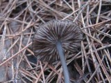 Entoloma caesiocinctum image