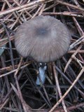 Entoloma caesiocinctum image