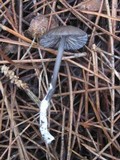 Entoloma caesiocinctum image