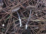 Entoloma caesiocinctum image