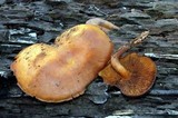 Gymnopilus liquiritiae image