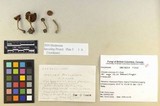 Inocybe cincinnata image