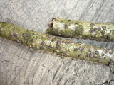 Diatrypella quercina image