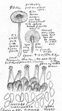 Inocybe cincinnata image