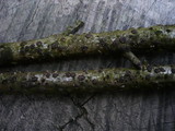 Diatrypella quercina image
