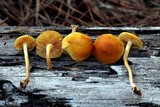 Gymnopilus amarissimus image