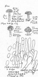 Inocybe dulcamara image
