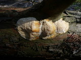 Diplomitoporus flavescens image