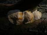 Diplomitoporus flavescens image