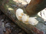 Diplomitoporus flavescens image