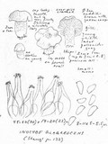 Inocybe glabrescens image