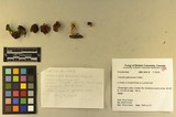 Inocybe glabrescens image