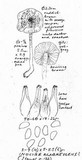 Inocybe glabrescens image