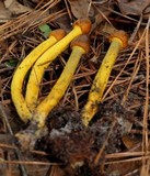 Elaphocordyceps capitata image