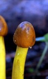 Elaphocordyceps capitata image