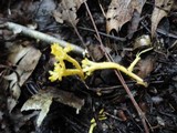 Clavulinopsis corniculata image