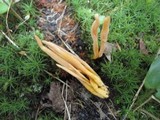 Clavulinopsis aurantiocinnabarina image