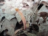 Clavulinopsis aurantiocinnabarina image