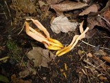 Clavulinopsis aurantiocinnabarina image