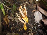 Clavulinopsis aurantiocinnabarina image