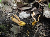 Clavulinopsis aurantiocinnabarina image