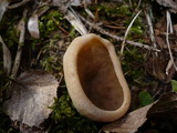 Image of Discina geogenia