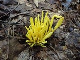 Clavulinopsis fusiformis image