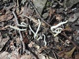Clavaria acuta image