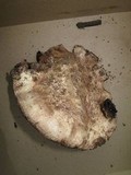 Agaricus pearsonii image
