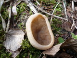 Discina geogenia image