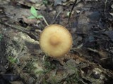 Agrocybe firma image