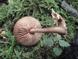 Agrocybe firma image