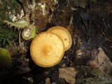 Agrocybe firma image