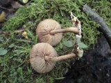 Agrocybe firma image