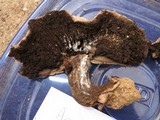 Agaricus pearsonii image