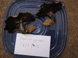 Agaricus pearsonii image