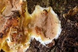 Gloeoporus dichrous image