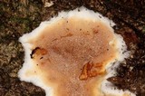 Gloeoporus dichrous image