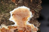 Gloeoporus dichrous image