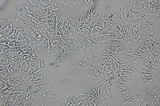 Gloeoporus dichrous image
