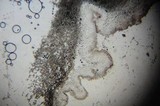 Gloeoporus dichrous image