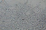 Gloeoporus dichrous image