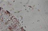 Gloeoporus dichrous image