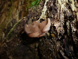 Discina ancilis image
