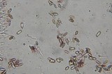 Gloeoporus dichrous image